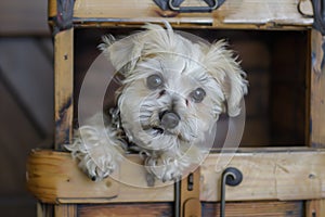 maltese puppys jovial face peeking out from a basket
