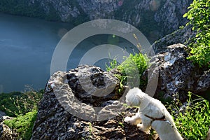 A Maltese scout dog watches the Danube from a rock