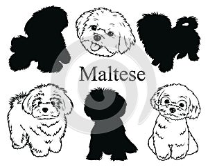 Maltese set. Collection of pedigree dogs. Black and white illustration of a Maltese dog. Vector drawing of a pet. Tattoo