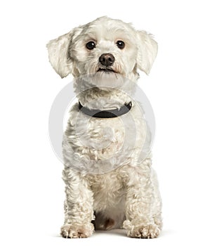 Maltese sitting against white background