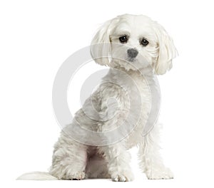 Maltese sitting