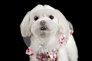 Maltese terrier headshot