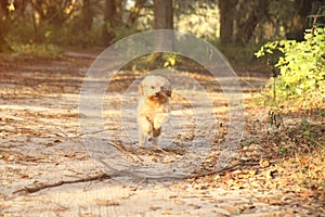 Maltese Terrier running