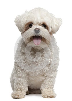 Maltese, 2 years old, sitting in front of white background