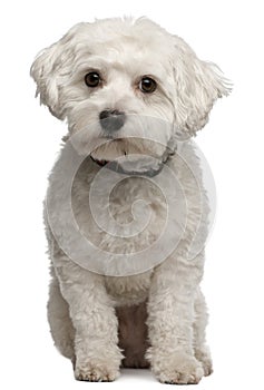 Maltese, 3 years old, sitting in front of white background