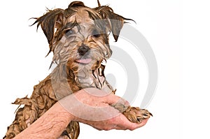 Maltese Yorkie Mix Puppy Getting a Bath photo