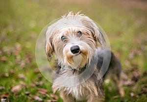 A Maltese x Yorkshire Terrier or \