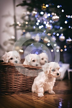Malteser puppies under Christmass tree photo