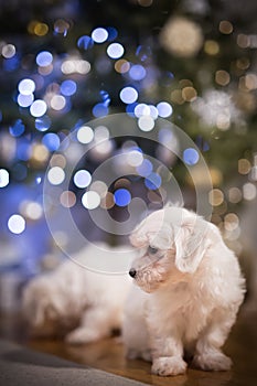 Malteser puppies under Christmass tree lights