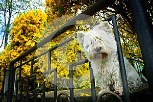 Malteze dog peeking through fence