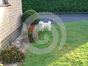Maltezer dog in the garden