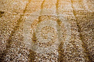 Malting barley