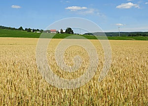 Malting Barley grows in NYS FingerLakes