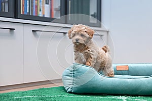 Maltipoo dog. Adorable Maltese and Poodle mix Puppy