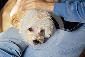 Maltipoo dog lies in the bride's arms during wedding preparations