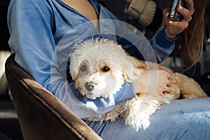 Maltipoo dog lies in the bride& x27;s arms during wedding preparations
