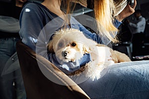 Maltipoo dog lies in the bride& x27;s arms during wedding preparations