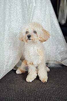 Maltipoo dog sitting next to a wedding dress on the wedding day