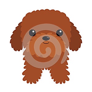 Maltipoo poodle brown dog puppy icon. Cute face. Cartoon kawaii funny pet baby animal character. Love greeting card. Sticker print