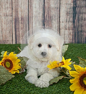 Maltipoo Puppy