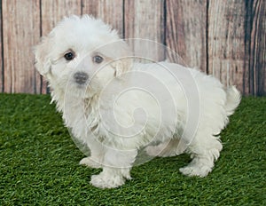 Maltipoo Puppy