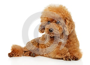 Maltipoo puppy lies on a white background