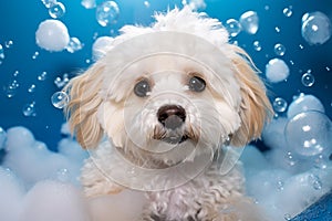 A Maltipoo's Relaxing Spa Time with Foam and Bubbles. Generative By Ai