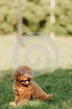 Maltipu little dog with yellow ball is posing. Cute playful braun doggy or pet playing in the green grass