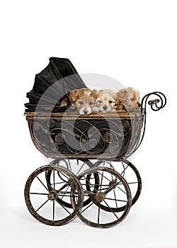 Maltipu puppies in a vintage stroller on a white background.