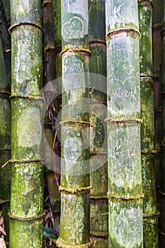 Maltreated bamboo trunks with scratched-in initials