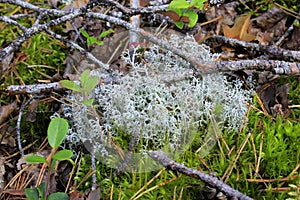 Macro nature in summer time
