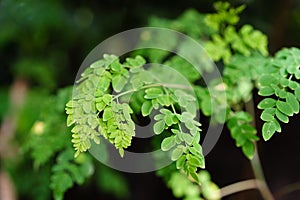 Malunggay or Moringa herb leaves