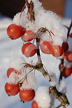 Malus baccata known as Siberian crab apple, Manchurian crab apple and Chinese crab apple powered by snow