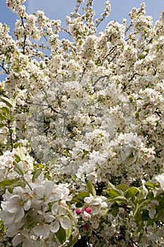 Malus bloesem, Malus blossom photo