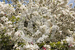 Malus bloesem, Malus blossom photo