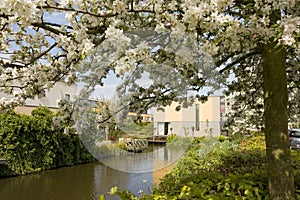 Malus bloesem, Malus blossom photo