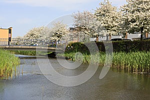 Malus bloesem, Malus blossom photo