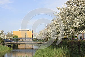 Malus bloesem, Malus blossom photo