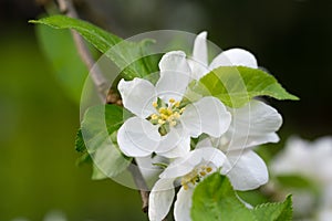 Malus domestica, apple flowers closeup selective focus