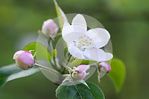 Malus domestica, apple flowers closeup selective focus