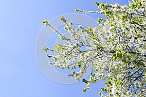 Malus domestica. Apple Tree blossom against blue cloudy sky