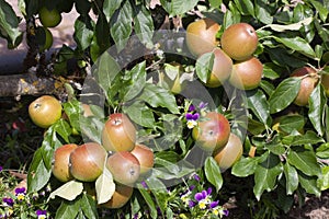 Malus domestica \'Meridian\' apples