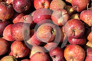Malus domestica ,Red colour apple in the store.