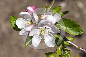 Malus Domestica `Scrumptious` apple blossom