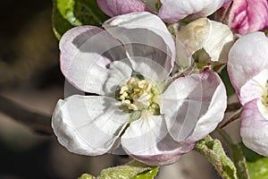 Malus Domestica `Scrumptious` apple blossom photo