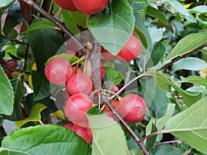 Malus \'Gorgeous\'