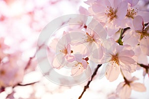 Malus halliana flower background in spring