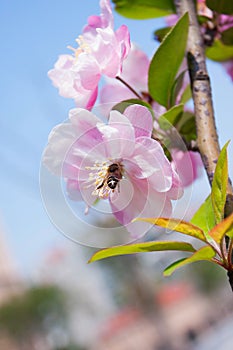Malus halliana flower in spring