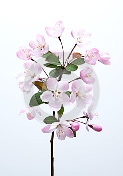 Malus halliana flower in spring