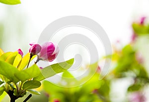 Malus Halliana Koehne